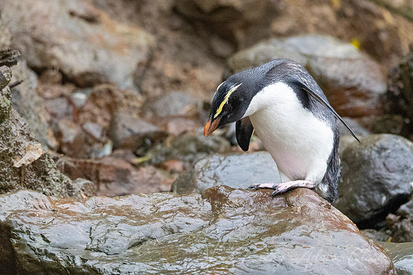 Fiordland Crested Penguin KAC6270