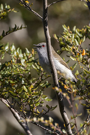 Grey Warbler Riroriro KAC5815