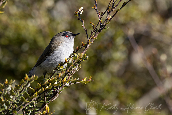 Grey Warbler Riroriro KAC5818