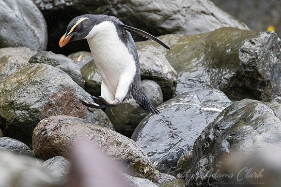 Fiordland Crested Penguin KAC6206