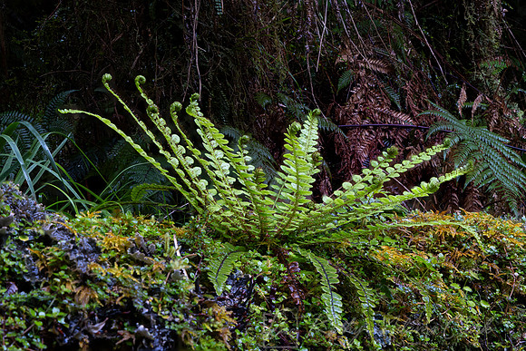 Focus stack fern