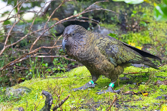 Kea KAC5879