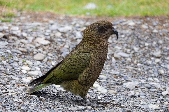 Kea KAC6285