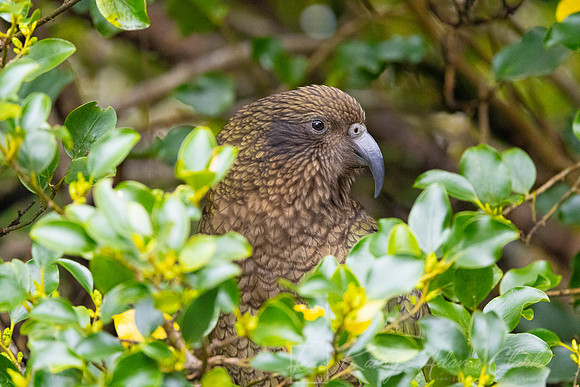 Kea KAC6301