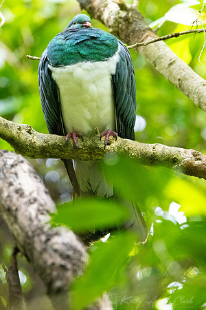 Kereru KAC5545