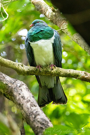 Kereru KAC5553