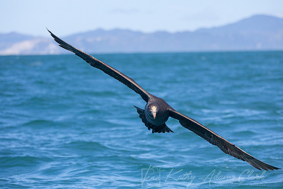 Northern Giant Petrel KAC7418