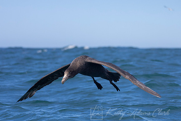 Northern Giant petrel KAC7813