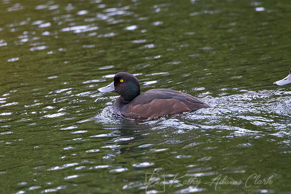 New Zealand Scaup KAC6448