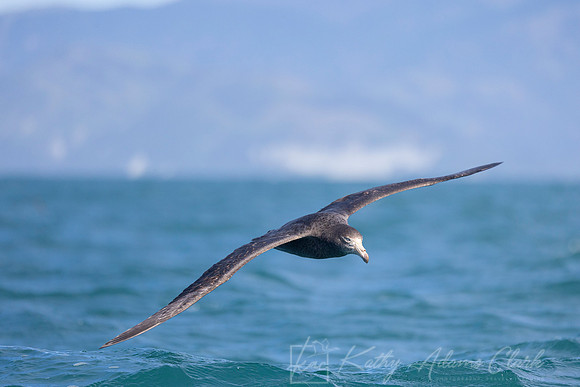 Northern giant Petrel KAC7667