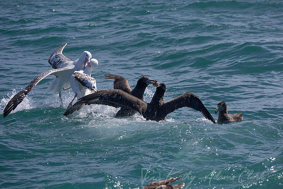 Northern Giant-petrel KAC7314
