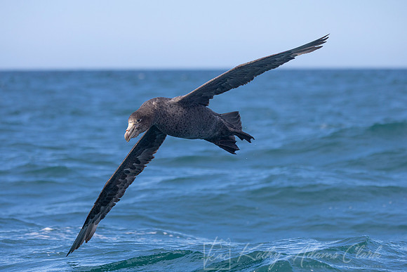 Northern Giant-petrel KAC7884