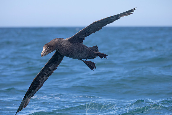 Northern Giant-petrel KAC7885