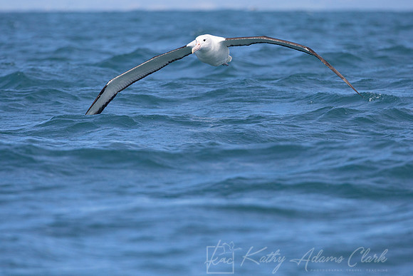Northern Royal Albatross KAC7960
