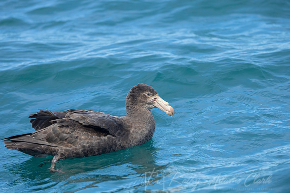 Northern Giant-Petrel KAC8063