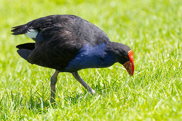 Pukeko Purple Swamphen KAC5680