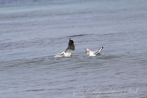 Red-billed gull _44A8402