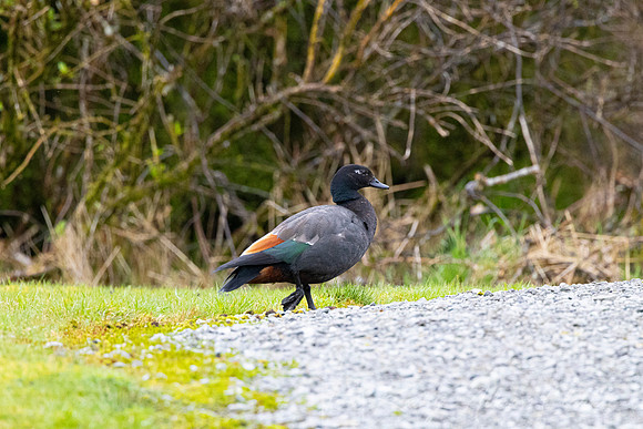 Paradise shelduck KAC6066