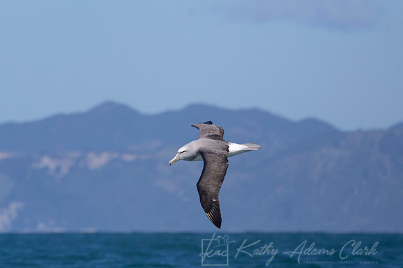 Salvin's Albatross Mollymawk KAC7237