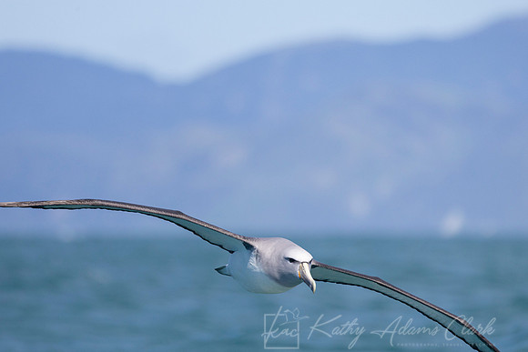Salvin's Albatross KAC7752