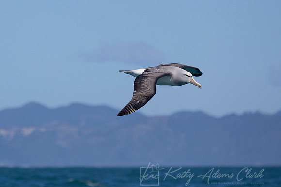 Salvin's Albatross Mollymawk KAC7245