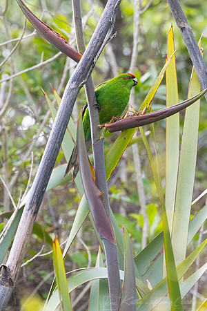 Red-crowned parakeet KAC5111