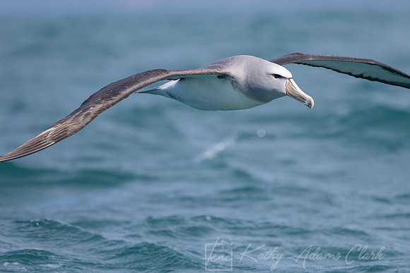 Salvin's Albatross KAC7753