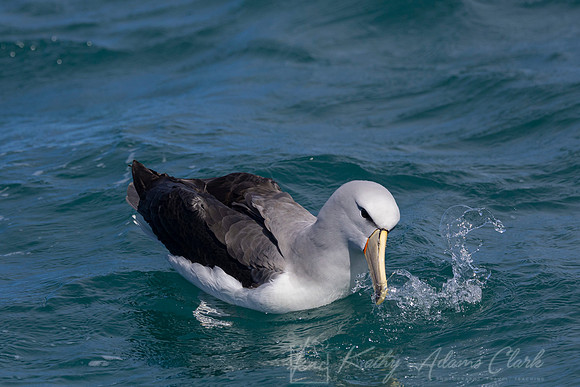 Salvin's Albatross Mollymawk KAC7766
