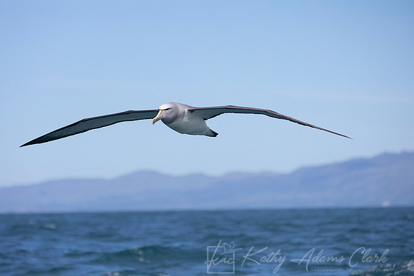 Salvin's Albatross Mollymawk KAC7825