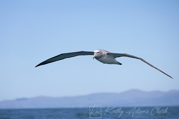 Salvin's Albatross Mollymawk KAC7827