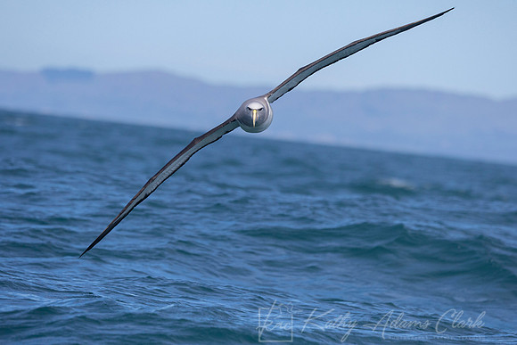 Salvin's Albatross Mollymawk KAC7981