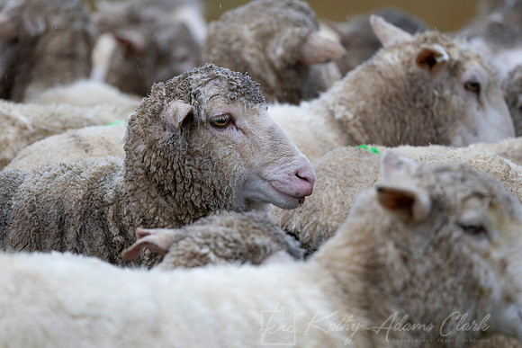 Sheep KAC5965