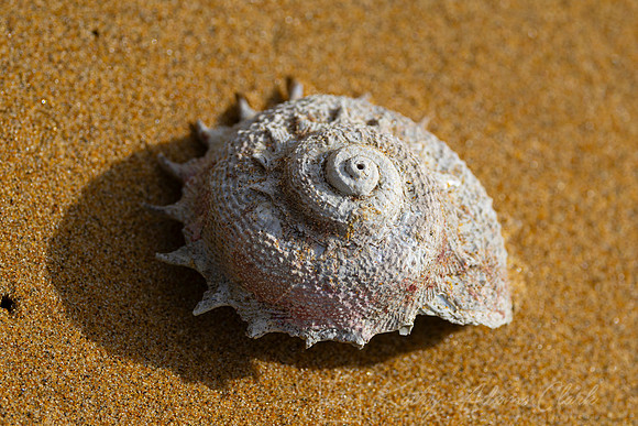 Shell New Zealand KAC6889