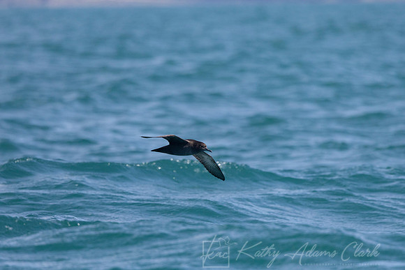 Sooty Shearwater KAC7343