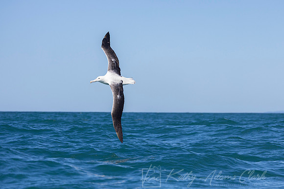 Southern Royal Albatross KAC7363
