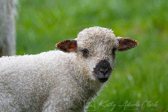 Sheep KAC5975