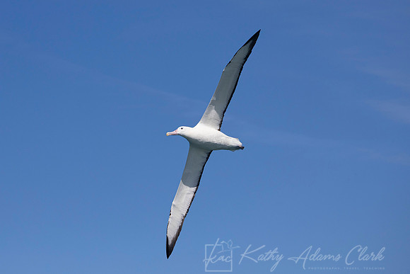 Southern Royal Albatross KAC7559