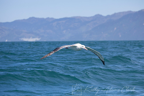 Southern Royal Albatross KAC7437