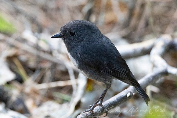 South Island Robin KAC6569