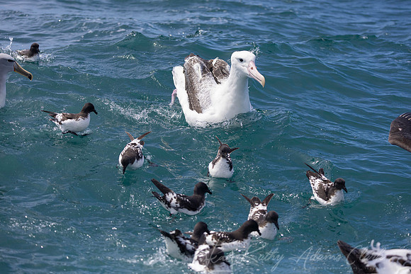 Southern Royal Albatross KAC8084
