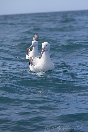 Southern Royal Albatross Northern Royal Albatross KAC7989