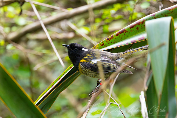 Stitchbird KAC5378