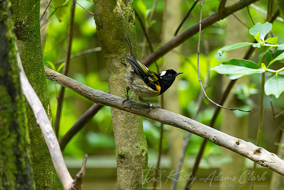 Stitchbird KAC5347