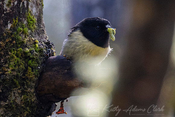 Tomtit Miromiro KAC5854