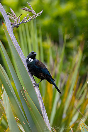 Tui KAC5122