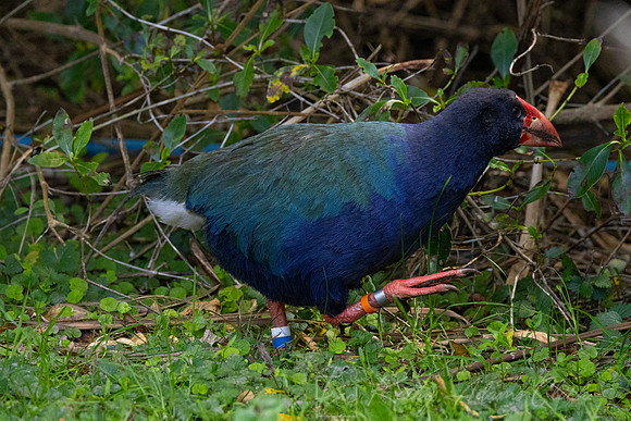 Takahe KAC5685