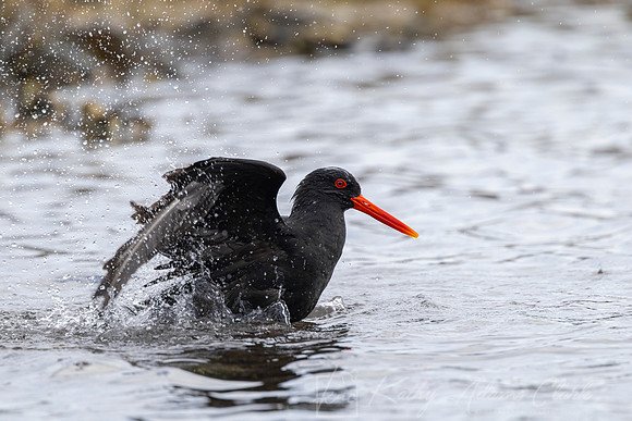 Variable oystercatcher KAC5608