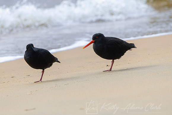 Variable oystercatcher KAC8133