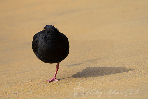 Variable oystercatcher KAC8146