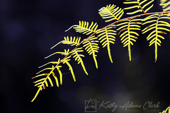 Vegetation New Zealand KAC6669